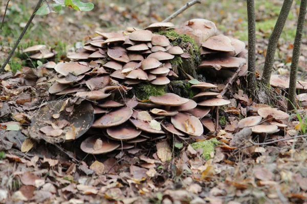 Jesień