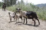 Ciekwaskie kozy na kreteńskim szlaku