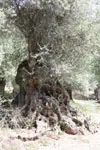 Wiekowe drzewo oliwne - Kreta