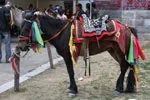 Zhongdian Horse Racing Festival