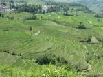 Yuanyang