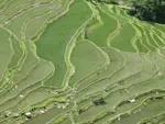 Yuanyang