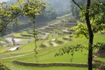 Yuanyang